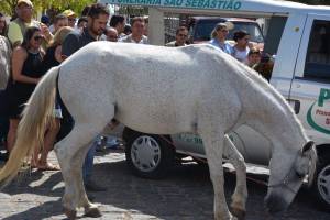 Cavalo é conduzido em funeral para se despedir de seu dono Cavalo é conduzido em funeral para se despedir de seu dono