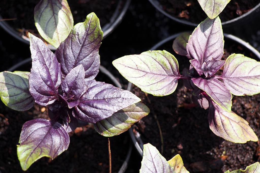 A ética do hortelão por mero passatempo