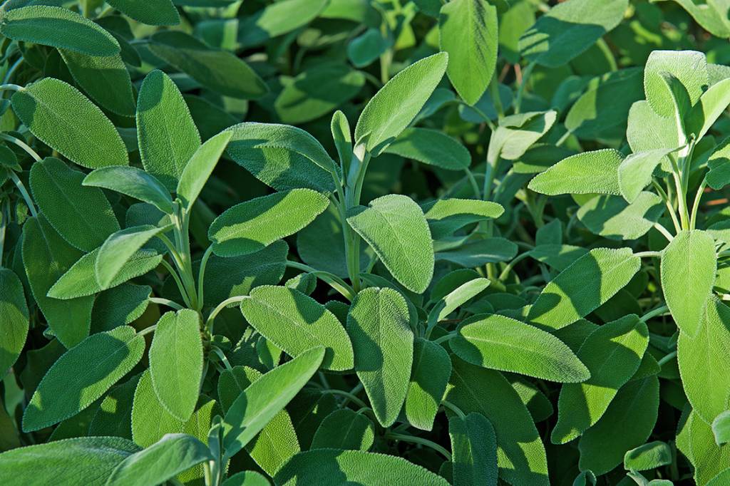 Sálvias: um mundo de flores que vai muito além da erva culinária