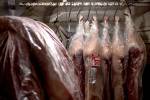 Operação Carne Fraca da PF