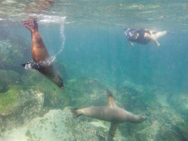 galapagos