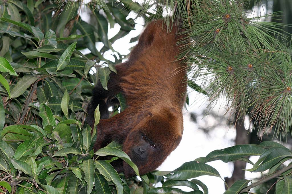 Febre amarela deixa número recorde de macacos mortos e doentes