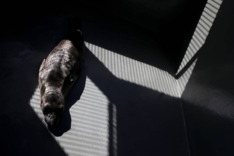 Foca aguarda por tratamento em centro de reabilitação de focas em Sausalito, na Califórnia