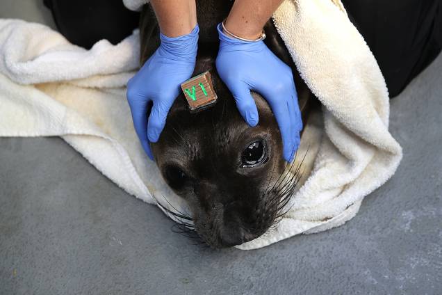 Funcionário cuida de foca internada em centro de reabilitação para focas em Sausalito, na Califórnia Funcionário cuida de foca internada em centro de reabilitação para focas em Sausalito, na Califórnia