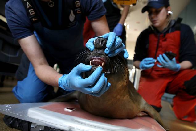 Funcionário cuida de foca internada em centro de reabilitação para focas em Sausalito, na Califórnia Funcionário cuida de foca internada em centro de reabilitação para focas em Sausalito, na Califórnia
