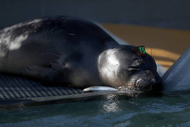 Foca aguarda por tratamento em centro de reabilitação de focas em Sausalito, na Califórnia Foca aguarda por tratamento em centro de reabilitação de focas em Sausalito, na Califórnia