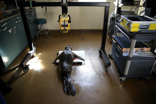 Funcionários cuidam de foca internada em centro de reabilitação para focas em Sausalito, na Califórnia Funcionários cuidam de foca internada em centro de reabilitação para focas em Sausalito, na Califórnia