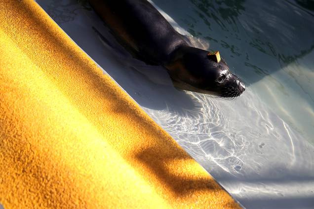 Foca aguarda por tratamento em centro de reabilitação de focas em Sausalito, na Califórnia Foca aguarda por tratamento em centro de reabilitação de focas em Sausalito, na Califórnia