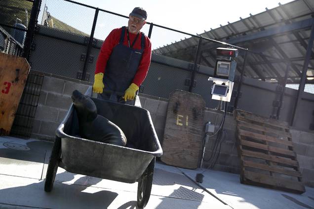 Funcionário cuida de foca internada em centro de reabilitação para focas em Sausalito, na Califórnia Funcionário cuida de foca internada em centro de reabilitação para focas em Sausalito, na Califórnia