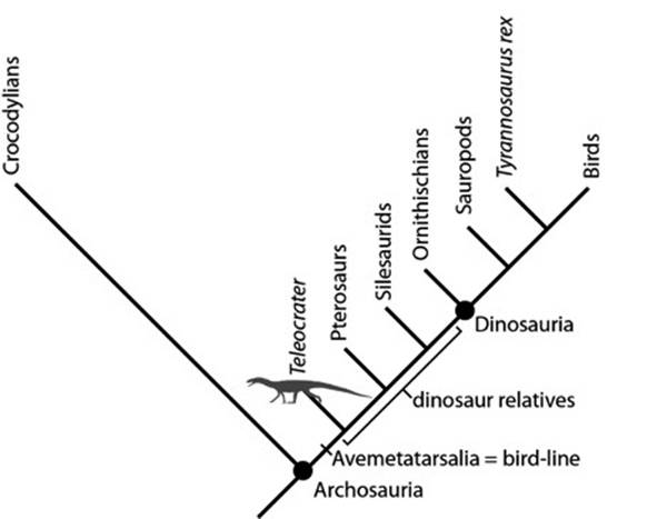 Legenda: Árvore genealógica dos dinossauros Crédito: Sterling Nesbitt