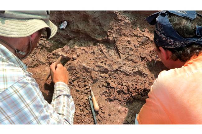 Teleocrater rhadinus