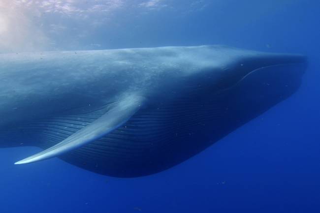 Baleia azul, o maior animal vertebrado da história, na costa da Califórnia, Estados Unidos