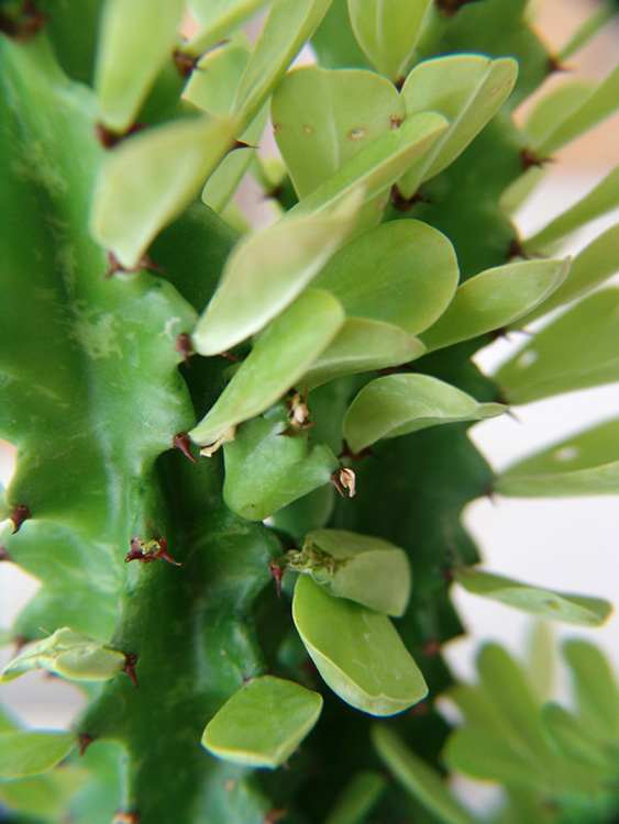 Euphorbia trigona
