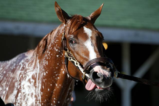 O cavalo Hence é visto durante manhã de treinos para a corrida em Churchill Downs em Kentucky, EUA O cavalo Hence é visto durante manhã de treinos para a corrida em Churchill Downs em Kentucky, EUA