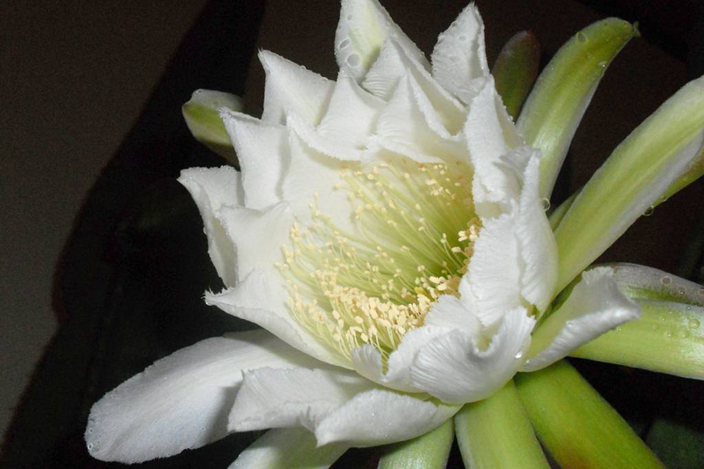 Mandacaru