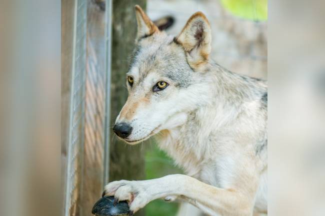 Cães e lobos