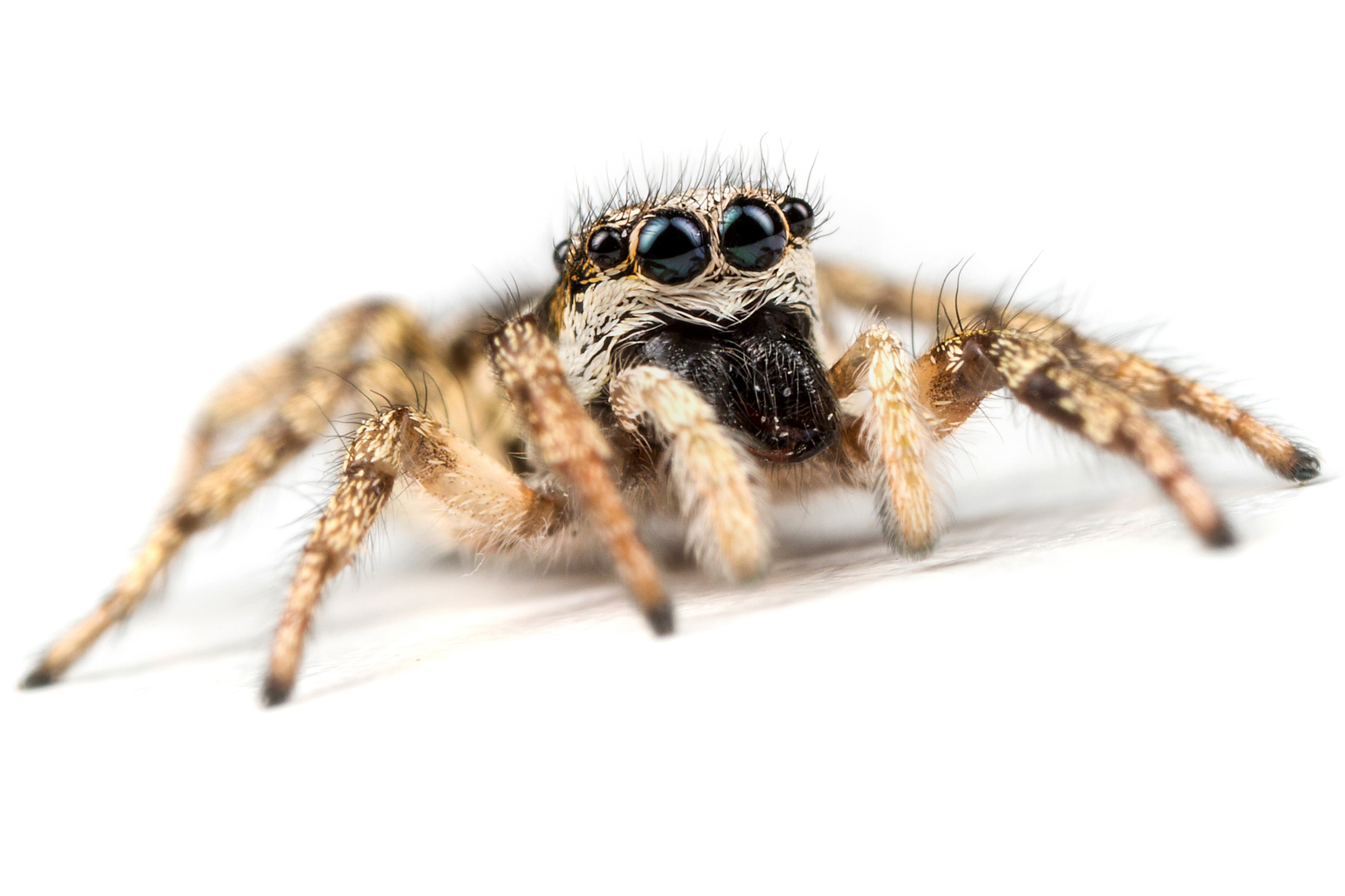 Aranha-zebra, uma espécie de aranha saltadora