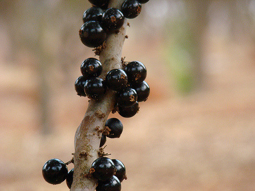 Vai um pão com casca de jabuticaba? Invenção pode ser útil a quem tem diabetes