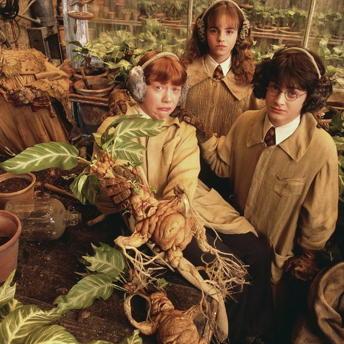 Fatos e mitos sobre a mandrágora, planta mágica de Hogwarts