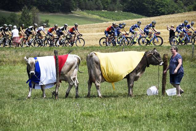 Pelotão de ciclistas passa por vacas vestidas com as cores da bandeira da França e o amarelo de líder geral durante a sétima etapa da 104ª edição da corrida de ciclismo Tour de France, de 213,5 km entre Troyes E Nuits-Saint-Georges, na França - 7 de julho de 2017 Pelotão de ciclistas passa por vacas vestidas com as cores da bandeira da França e o amarelo de líder geral durante a sétima etapa da 104ª edição da corrida de ciclismo Tour de France, de 213,5 km entre Troyes E Nuits-Saint-Georges, na França - 7 de julho de 2017