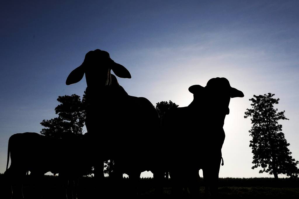 Frigoríficos brasileiros recebem nota baixa em estudo sobre segurança