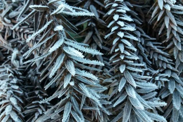 Planta amanhece congelada após cidade de Urupema registrar –7,5ºC, a temperatura mais baixa do ano Planta amanhece congelada após cidade de Urupema registrar –7,5ºC, a temperatura mais baixa do ano