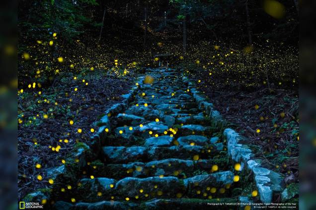 Em um vilarejo na cidade de Tamba, no Japão, vaga-lumes sobrevoam por uma escada que leva a um pequeno santuário reverenciado pelas pessoas locais, criando uma atmosfera mágica na Floresta dos Deuses Em um vilarejo na cidade de Tamba, no Japão, vaga-lumes sobrevoam por uma escada que leva a um pequeno santuário reverenciado pelas pessoas locais, criando uma atmosfera mágica na Floresta dos Deuses