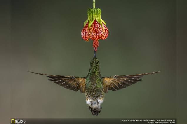Em uma floresta equatoriana, o paraíso para os beija-flores, Hymakar Valluri fotografou um deles se alimentando do nectar de uma flor Em uma floresta equatoriana, o paraíso para os beija-flores, Hymakar Valluri fotografou um deles se alimentando do nectar de uma flor