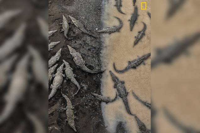 Crocodilos americanos se reúnem ao longo do rio Tarcoles, na Costa Rica. O Fotógrafo Tarun Sinha ficou surpreso ao ver que no local haviam entre 30 e 40 animais, seu registro mostra o contraste entre eles entrando e saindo da água Crocodilos americanos se reúnem ao longo do rio Tarcoles, na Costa Rica. O Fotógrafo Tarun Sinha ficou surpreso ao ver que no local haviam entre 30 e 40 animais, seu registro mostra o contraste entre eles entrando e saindo da água