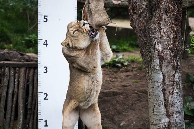 Leoa se estica para pegar um pedaço de carne, durante a pesagem anual no Zoológico de Londres - 24/08/2017 Leoa se estica para pegar um pedaço de carne, durante a pesagem anual no Zoológico de Londres - 24/08/2017