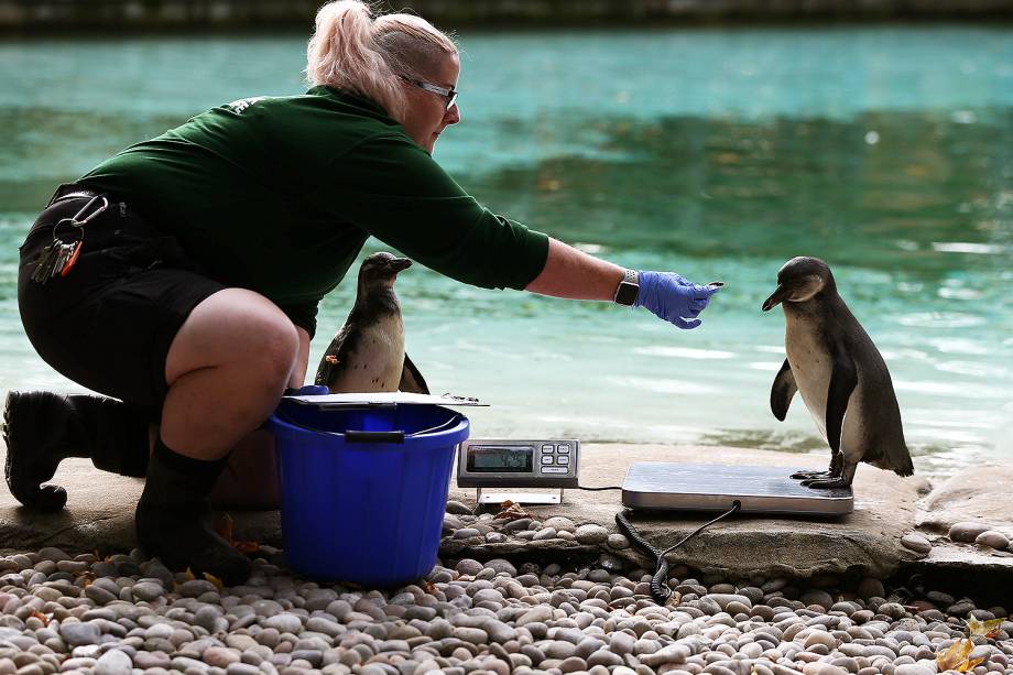 Pinguim sobe em uma balança, durante pesagem anual no Zoológico de Londres - 24/08/2017