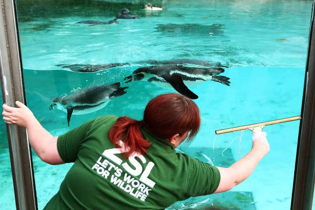 Funcionário limpa vidro do aquário dos pinguins, durante pesagem anual no Zoológico de Londres - 24/08/2017 Funcionário limpa vidro do aquário dos pinguins, durante pesagem anual no Zoológico de Londres - 24/08/2017