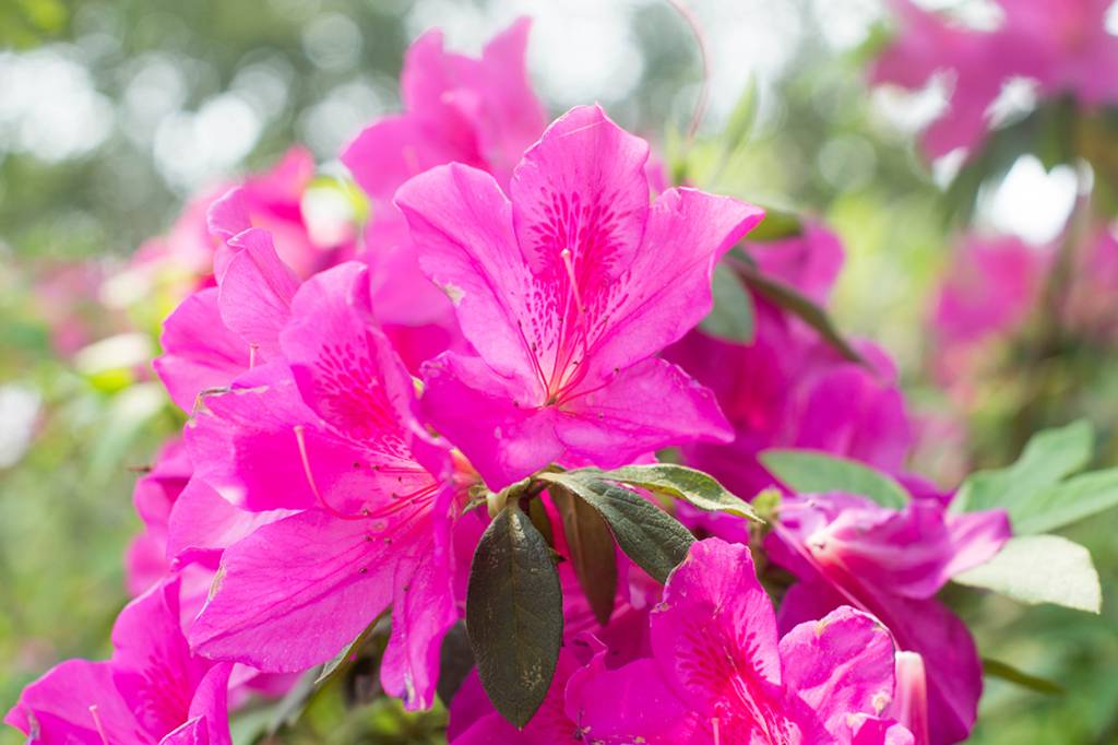 Azaleias
