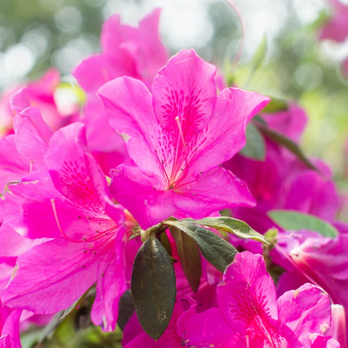 Azaleia, a flor sem frescura