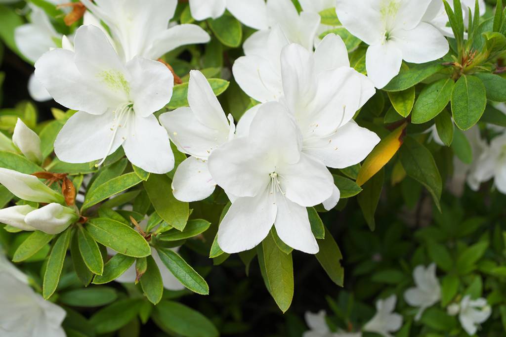 Azaleias brancas