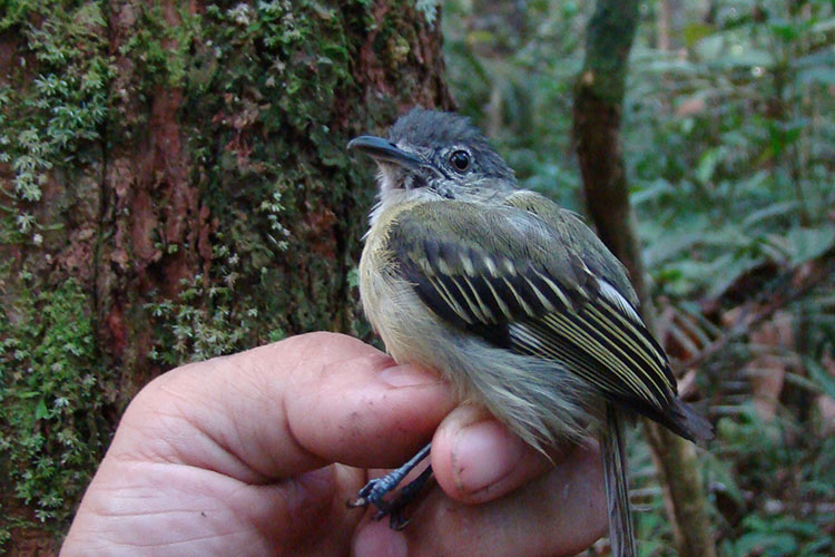 Também conhecido como bico-chato-do-sucunduri, o pássaro 'Tolmomyias sucunduri' costuma viver em pares, na região de Sucunduri, no município de Apuí, no Amazonas. Ele acompanha bandos mistos de aves no dossel da floresta. O bico longo e chato ajuda a capturar pequenos insetos. Seu nome, originário do grego, significa "papa-moscas ousado do Sucunduri".