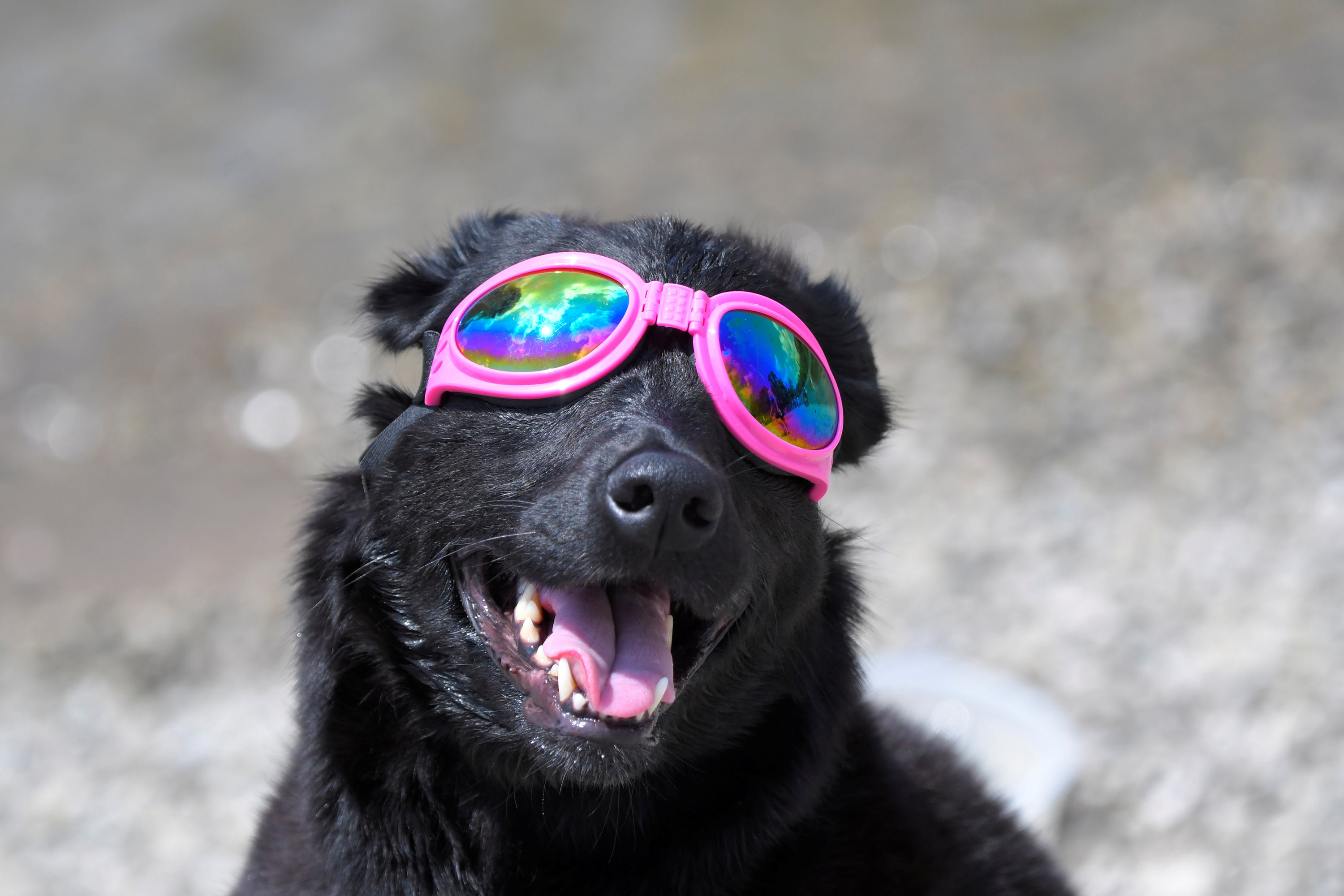 C&atilde;o usa &oacute;culos para observar o eclipse solar total em Nashville, no estado americano do Tennessee - 21/08/2017