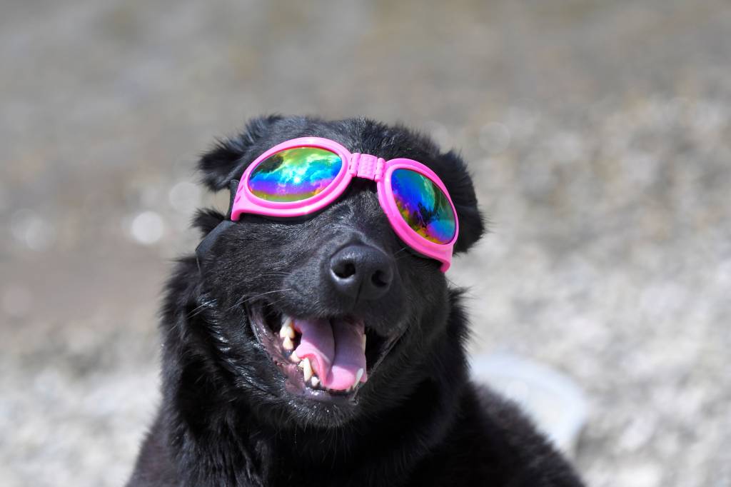 C&atilde;o usa &oacute;culos para observar o eclipse solar total em Nashville, no estado americano do Tennessee - 21/08/2017