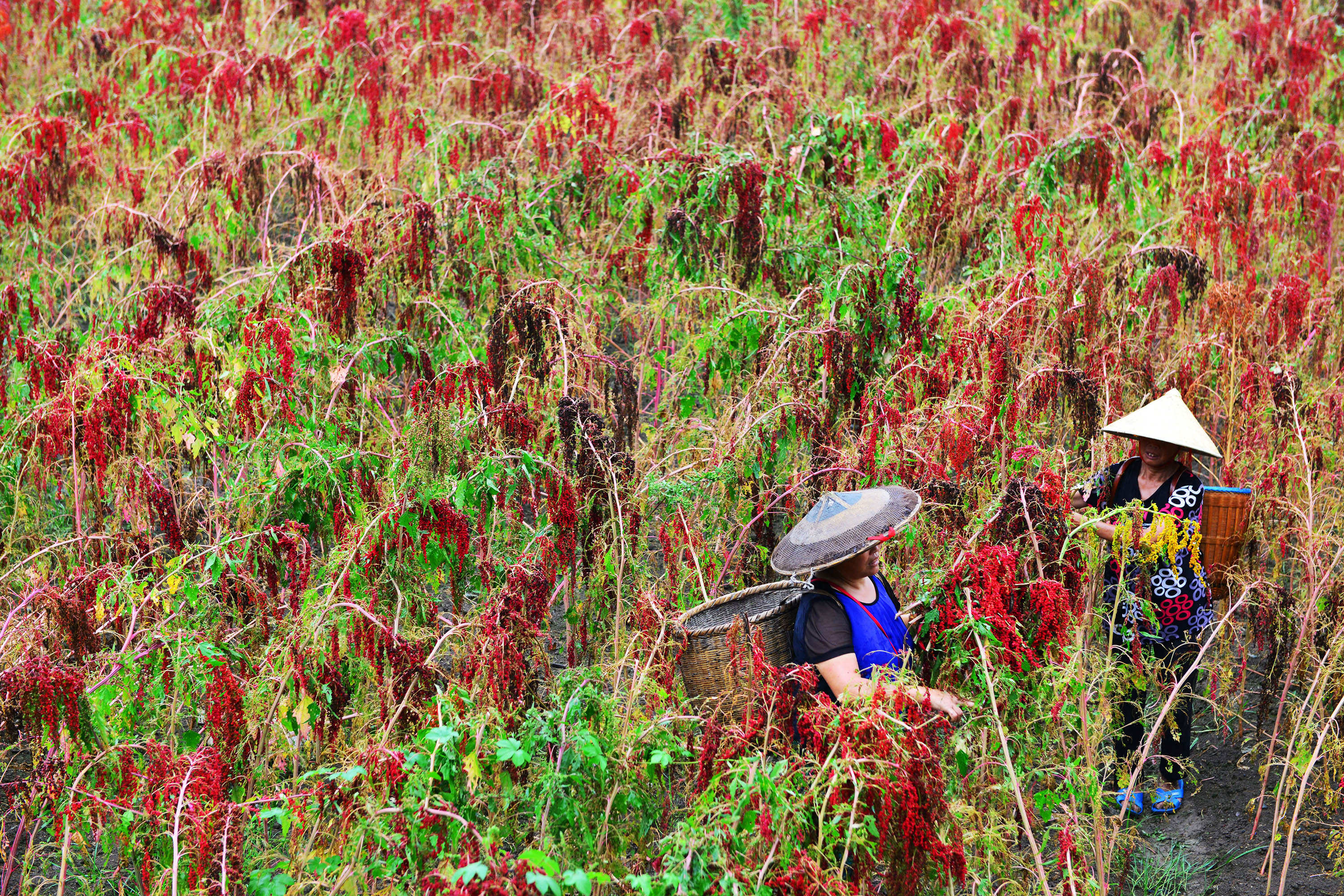 Senado aprova MP que permite renegociar dívida rural ao custo de R$ 5,3 bi