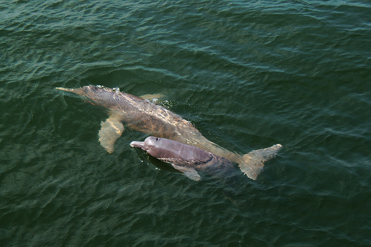 Boto 'Inia araguaiaensis', descoberto em 2014 na bacia do rio Araguaia. Estima-se que a espécie tenha surgido há 2,8 milhões de anos