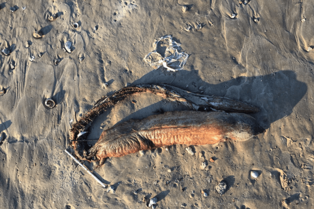 Biólogos acreditam se tratar de uma enguia ou um peixe que foi arrastado até a praia pela tempestade provocada pelo furacão Harvey Biólogos acreditam se tratar de uma enguia ou um peixe que foi arrastado até a praia pela tempestade provocada pelo furacão Harvey