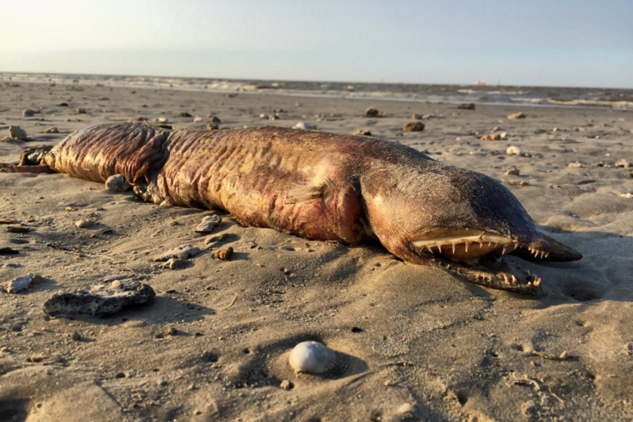 Biólogos acreditam se tratar de uma enguia ou um peixe que foi arrastado até a praia pela tempestade provocada pelo furacão Harvey