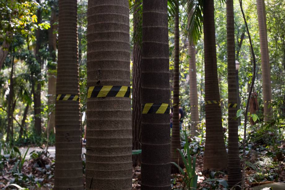 Palmeiras seafortia no Parque Trianon, em São Paulo