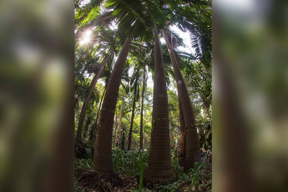 Palmeiras seafortia no Parque Trianon, em São Paulo