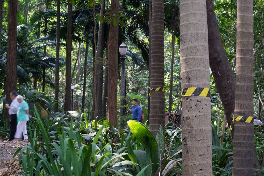 Palmeiras seafortia no Parque Trianon, em São Paulo