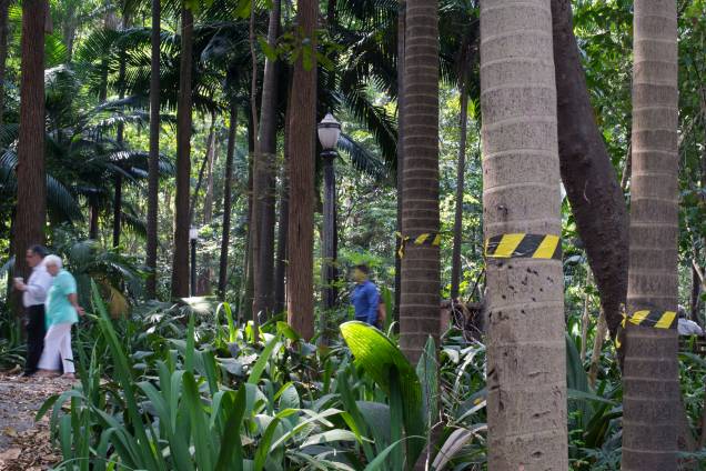 Palmeiras seafortia no Parque Trianon, em São Paulo Palmeiras seafortia no Parque Trianon, em São Paulo