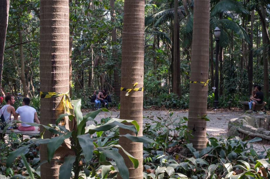 Palmeiras seafortia no Parque Trianon, em São Paulo