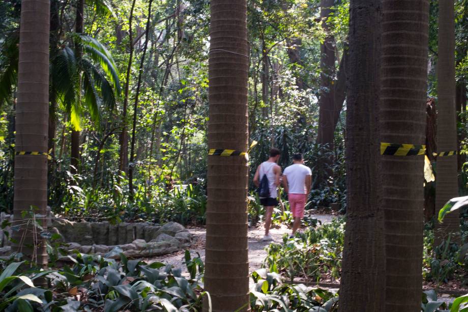 Palmeiras seafortia no Parque Trianon, em São Paulo