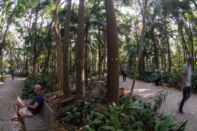 Palmeiras seafortia no Parque Trianon, em São Paulo Palmeiras seafortia no Parque Trianon, em São Paulo