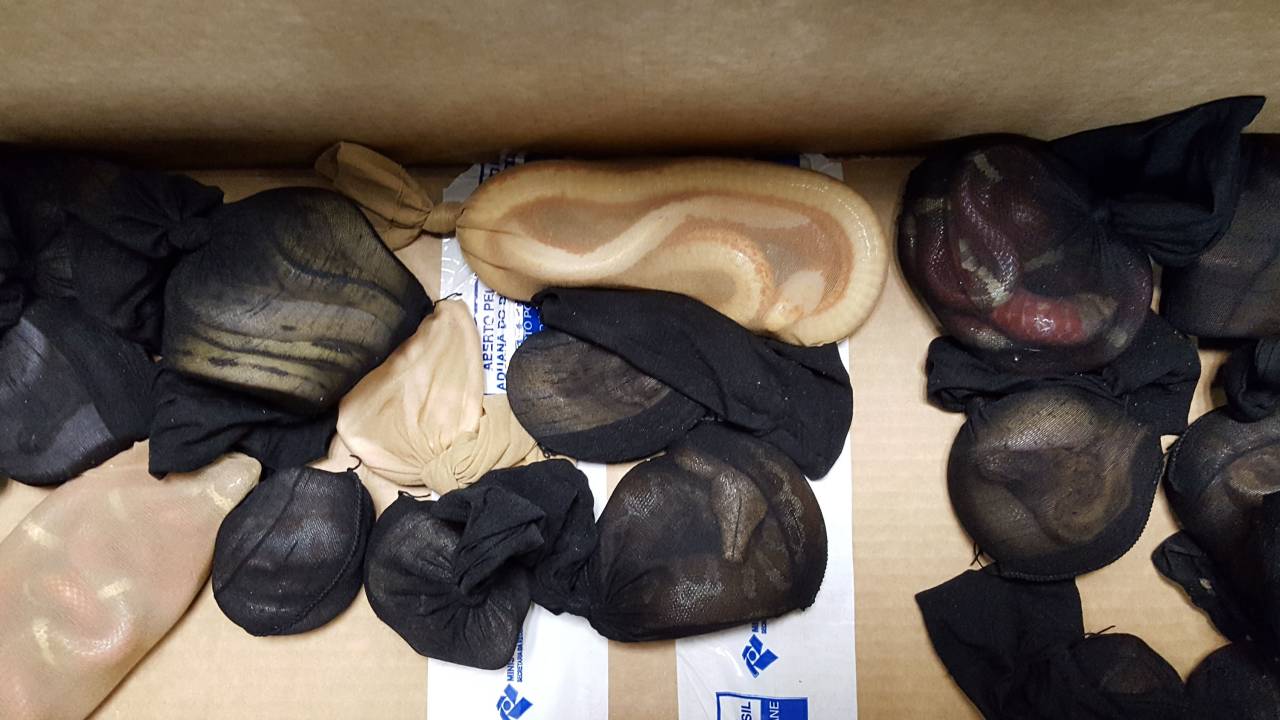 Cobras apreendidas em no Aeroporto de Guarulhos